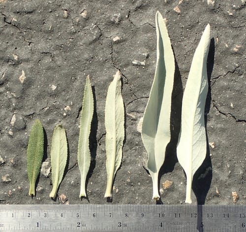 Salvia apiana (White sage) — photo