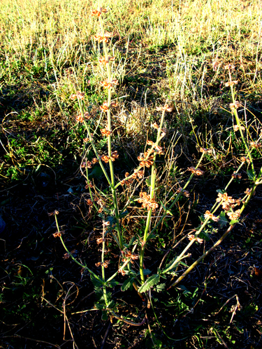 Salvia aurita var. galpinii (Sage) — photo