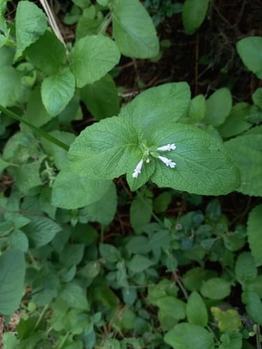 Salvia aurita var. galpinii (Sage) — photo