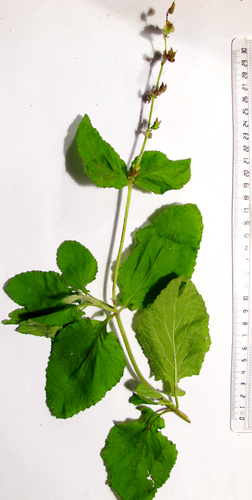 Salvia aurita var. galpinii