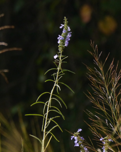 Salvia azurea (Pitcher sage) — photo