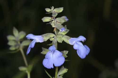 Salvia azurea