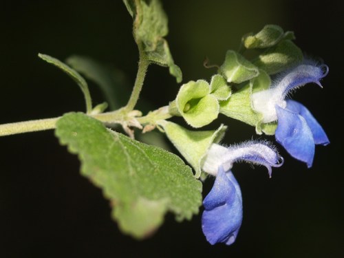 Salvia ballotiflora (Majorano mexicano) — photo