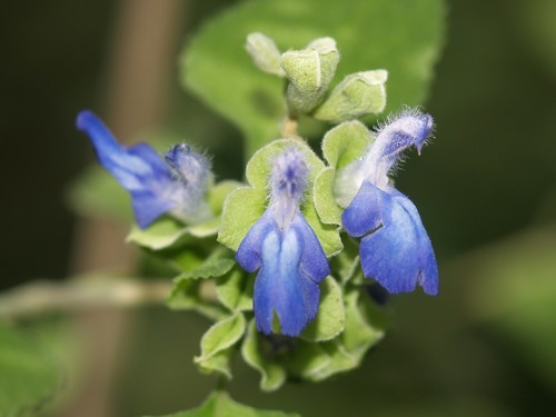 Salvia ballotiflora (Majorano mexicano) — photo