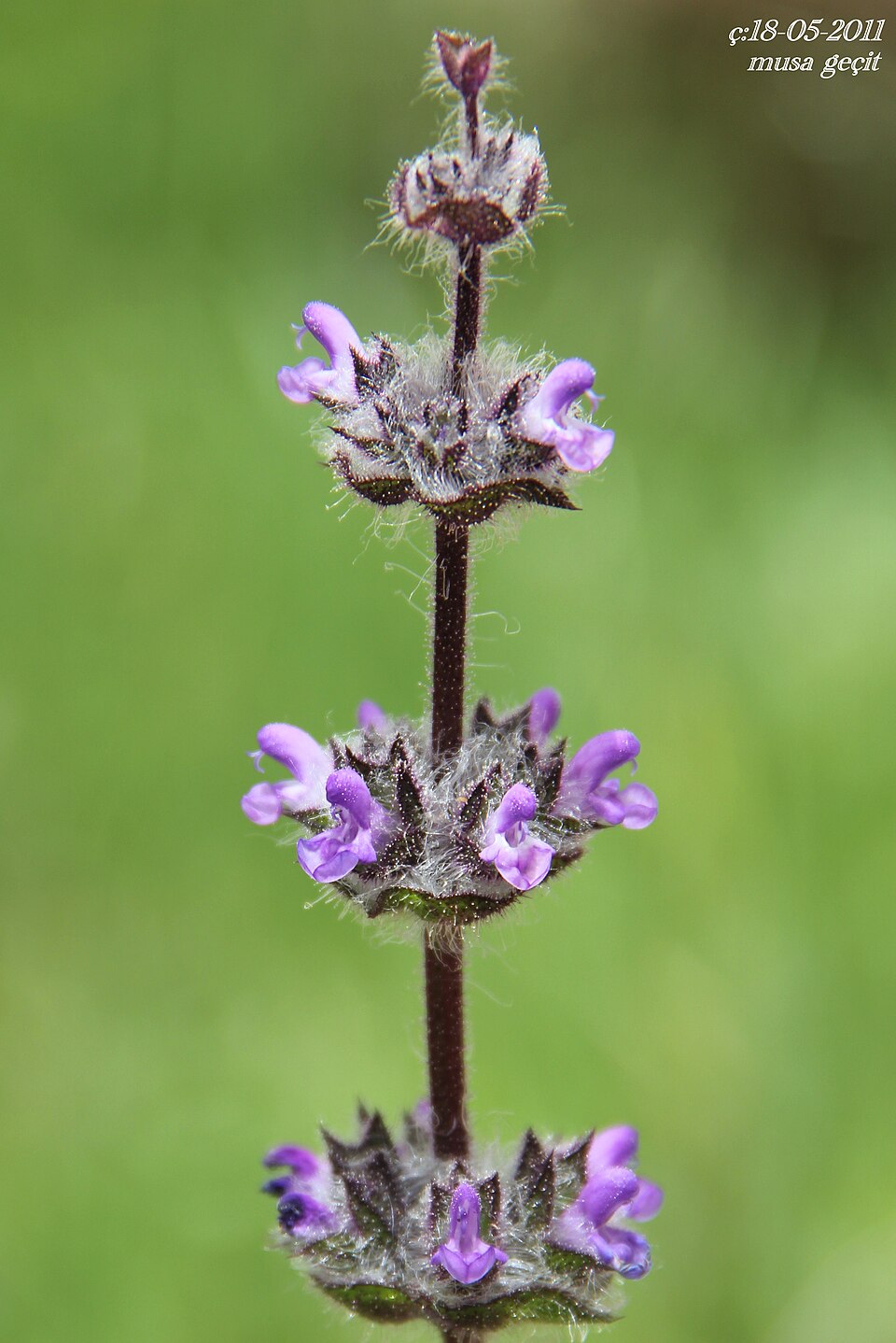 Salvia brachyantha