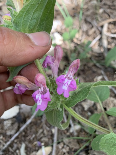Salvia bracteata — photo