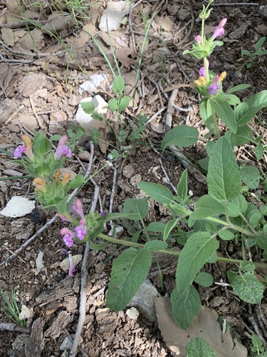Salvia bracteata — photo