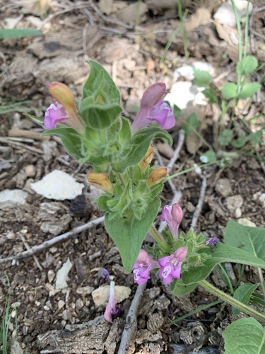 Salvia bracteata