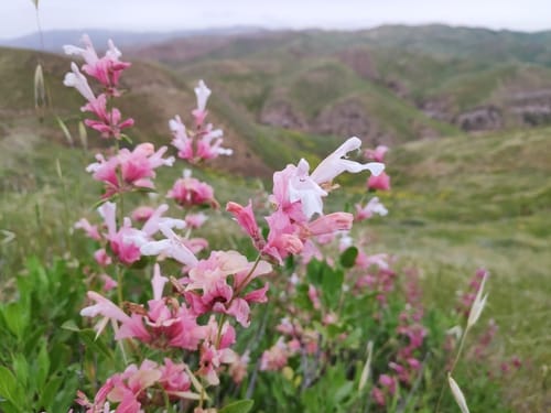 Salvia bucharica — photo