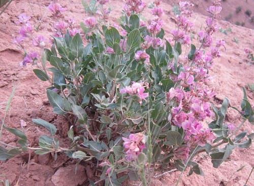 Salvia bucharica — photo