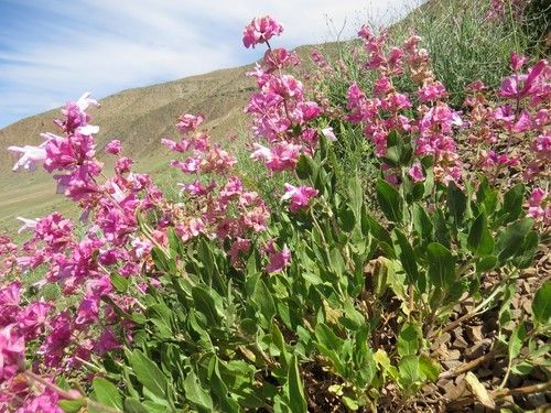 Salvia bucharica