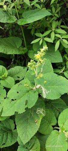 Salvia campanulata (Mara) — photo