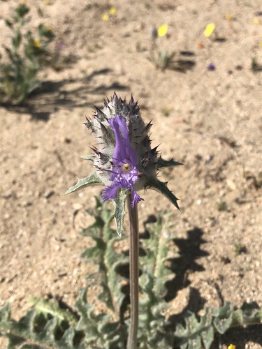 Salvia carduacea (Thistle sage) — photo