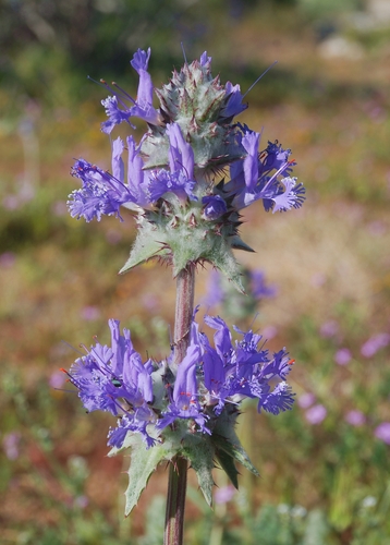 Salvia carduacea (Thistle sage) — photo