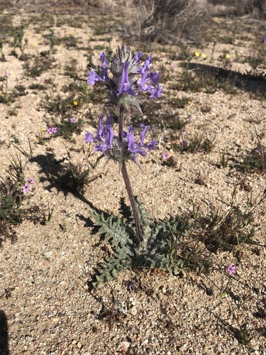 Salvia carduacea