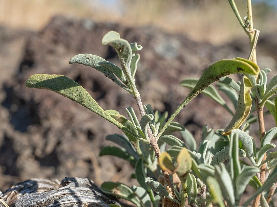 Salvia carnosa (Purple Sage) — photo