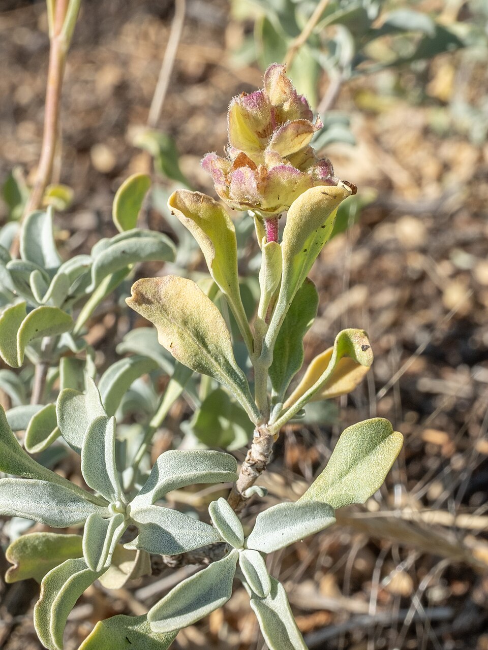 Salvia carnosa