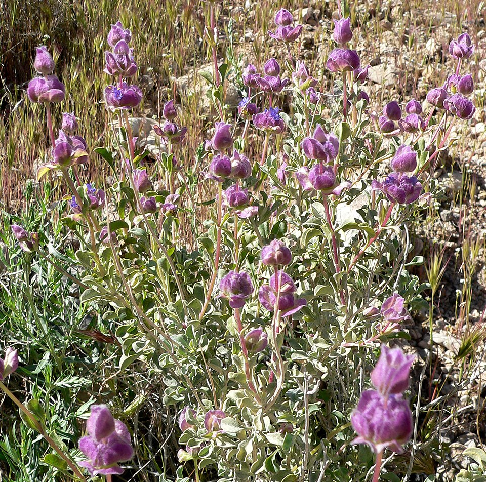 Salvia carnosa (Purple Sage) — photo