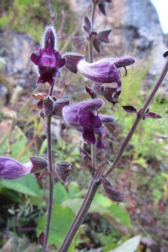 Salvia castanea — photo