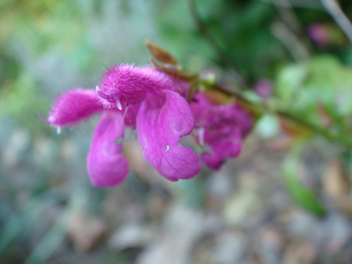 Salvia chiapensis — photo