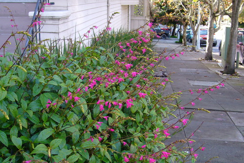 Salvia chiapensis — photo