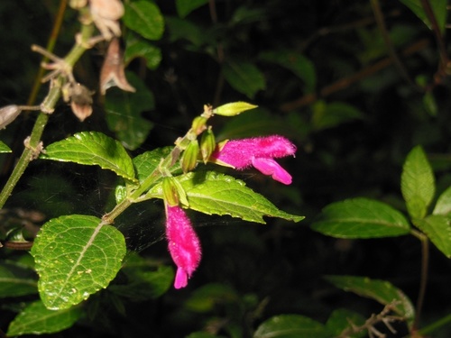Salvia chiapensis
