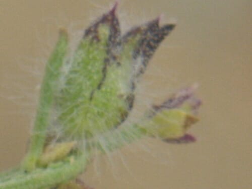 Salvia chudaei — photo