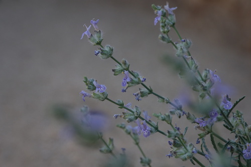 Salvia chudaei