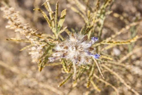 Salvia chudaei — photo