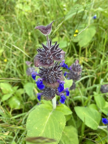 Salvia clinopodioides — photo