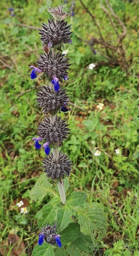Salvia clinopodioides — photo