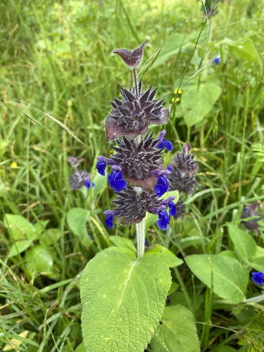 Salvia clinopodioides
