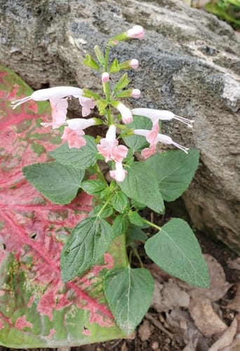 Salvia coccinea (Texas sage) — photo