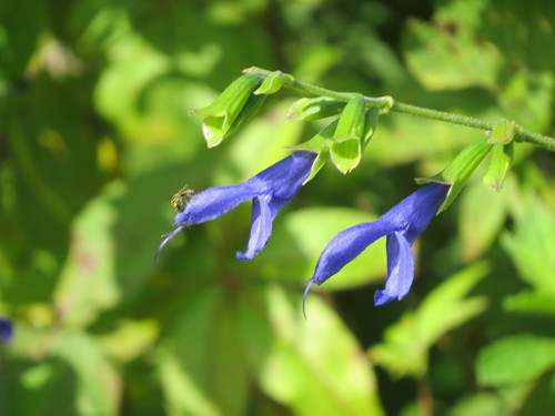 Salvia coerulea — photo