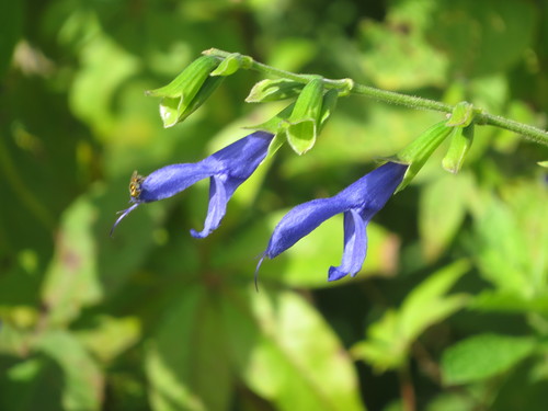 Salvia coerulea — photo