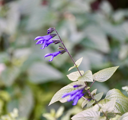 Salvia coerulea