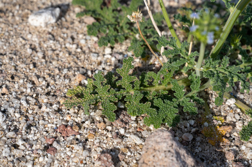 Salvia columbariae (California chia) — photo