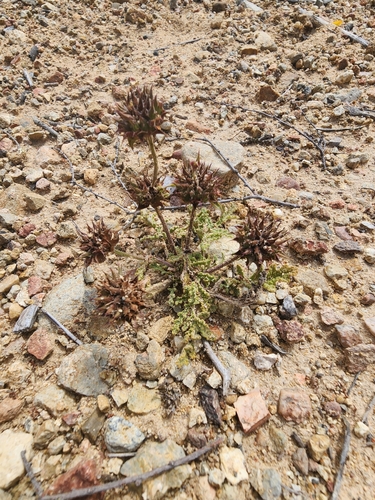 Salvia columbariae (California chia) — photo