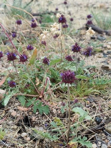 Salvia columbariae