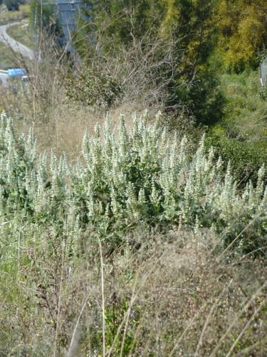 Salvia dominica (Dominica sage) — photo