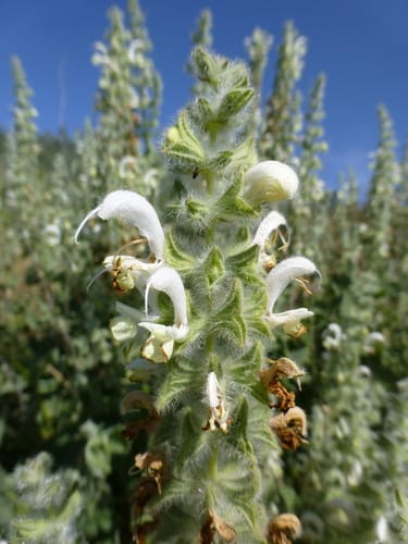 Salvia dominica (Dominica sage) — photo