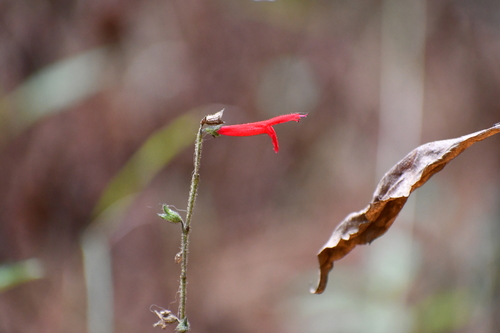 Salvia elegans (Pineapple-scented sage) — photo