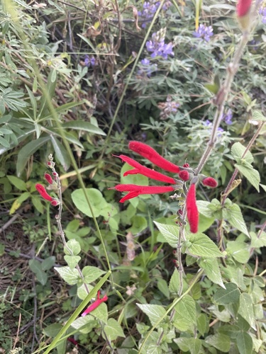 Salvia elegans (Pineapple-scented sage) — photo