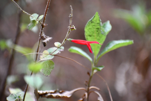 Salvia elegans