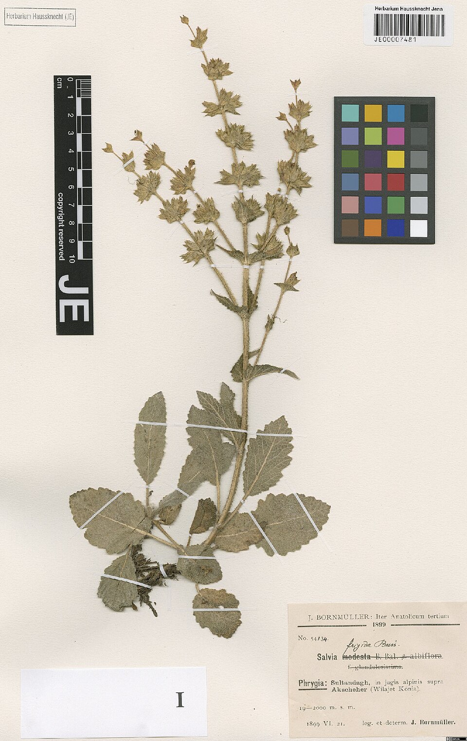 Salvia frigida
