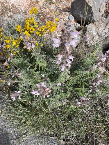 Salvia fruticosa (Greek Sage) — photo