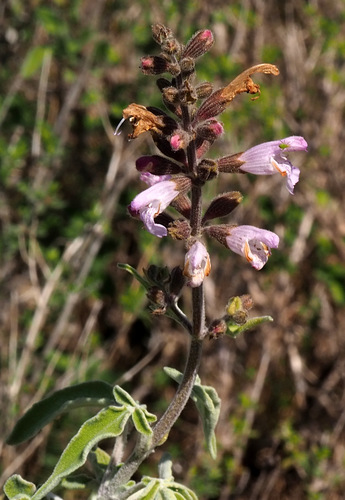 Salvia fruticosa