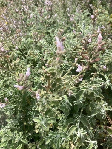 Salvia fruticosa (Greek Sage) — photo