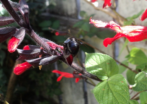 Salvia gesneriiflora