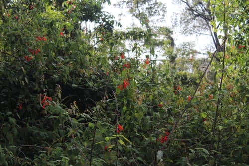 Salvia gesneriiflora (Grapefruit sage) — photo